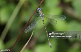 Attēlu rezultāti vaicājumam “Lestes dryas female”