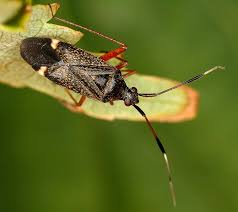 Attēlu rezultāti vaicājumam “Closterotomus biclavatus imago”