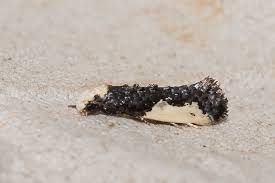 Attēlu rezultāti vaicājumam “Monopis monachella”