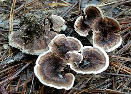 Attēlu rezultāti vaicājumam “Thelephora terrestris”