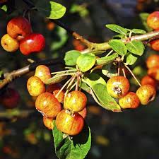 Attēlu rezultāti vaicājumam “Cercidiphyllum japonicum fruit”