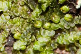 Attēlu rezultāti vaicājumam “Frullania dilatata”