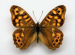 Attēlu rezultāti vaicājumam “Pararge aegeria upperside”