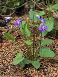 Attēlu rezultāti vaicājumam “Viola epipsila leaf”
