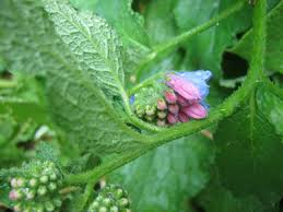 Attēlu rezultāti vaicājumam “Symphytum officinale bud”