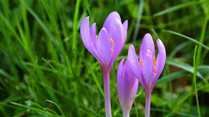 Image result for Herbstzeitlose