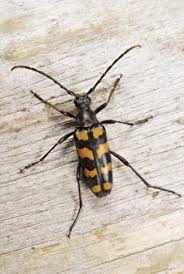 Attēlu rezultāti vaicājumam “Leptura quadrifasciata”