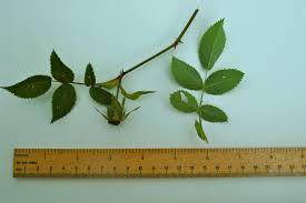 Image result for Rosa canina
