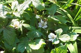 Attēlu rezultāti vaicājumam “Podophyllum hexandrum flower”