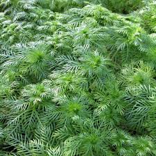 Attēlu rezultāti vaicājumam “Hottonia palustris fruit”