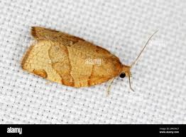 Attēlu rezultāti vaicājumam “Pandemis cerasana”