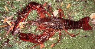 Attēlu rezultāti vaicājumam “Astacus leptodactylus”