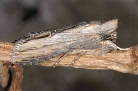 Attēlu rezultāti vaicājumam “Cucullia lucifuga larva”