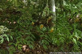 Attēlu rezultāti vaicājumam “Lathyrus laevigatus”