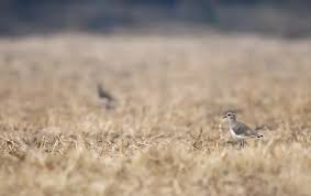 Image result for Vanellus gregarius