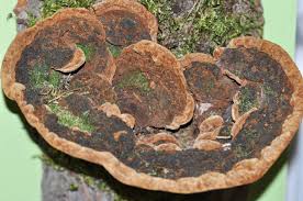 Attēlu rezultāti vaicājumam “Phellinus nigrolimitatus”