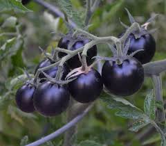 Afbeeldingsresultaat voor black cherry tomato