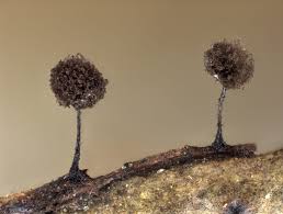 Attēlu rezultāti vaicājumam “Collaria arcyrionema spores”