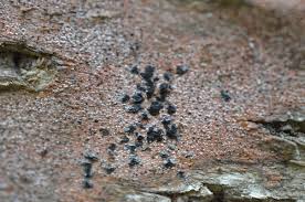 Attēlu rezultāti vaicājumam “Opegrapha rufescens”