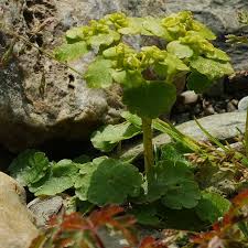 Attēlu rezultāti vaicājumam “Chrysosplenium alternifolium”
