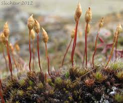 Attēlu rezultāti vaicājumam “Polytrichum piliferum”