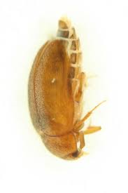 Attēlu rezultāti vaicājumam “Attagenus smirnovi”