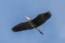 Image result for heron