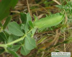 Image result for Lotus tetragonolobus