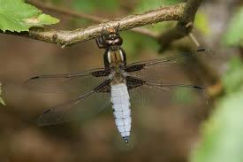 Attēlu rezultāti vaicājumam “Libellula depressa male”