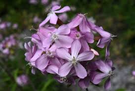 Attēlu rezultāti vaicājumam “Saponaria officinalis”