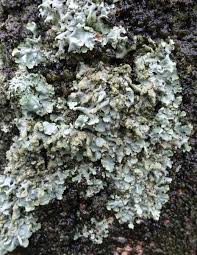 Attēlu rezultāti vaicājumam “Parmelia serrana”