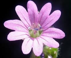 Attēlu rezultāti vaicājumam “Geranium molle flower”