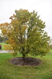 Attēlu rezultāti vaicājumam “Sorbus alnifolia”