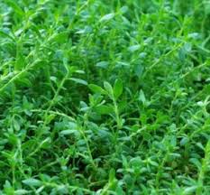 Attēlu rezultāti vaicājumam “Herniaria glabra leaf”