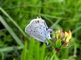 Attēlu rezultāti vaicājumam “Everes argiades male”