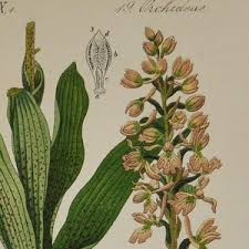 Attēlu rezultāti vaicājumam “Orchis mascula bud”