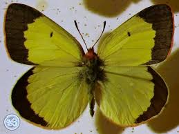 Attēlu rezultāti vaicājumam “Colias palaeno male”