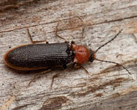 Attēlu rezultāti vaicājumam “Denticollis linearis”