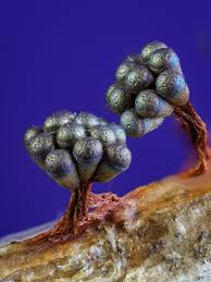 Attēlu rezultāti vaicājumam “Metatrichia vesparia”