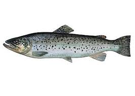 Attēlu rezultāti vaicājumam “Salmo trutta”