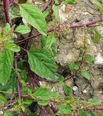 Attēlu rezultāti vaicājumam “Chenopodium polyspermum leaf”