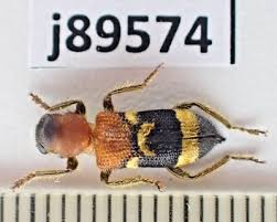 Attēlu rezultāti vaicājumam “Cleridae”