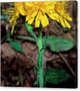 Attēlu rezultāti vaicājumam “Hieracium murorum”