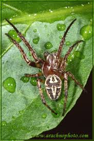 Attēlu rezultāti vaicājumam “Larinioides cornutus male”