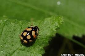 Attēlu rezultāti vaicājumam “Adalia decempunctata”