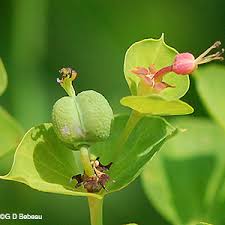 Attēlu rezultāti vaicājumam “Euphorbia virgata flower”