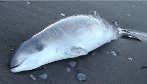 Image result for Ziphius cavirostris