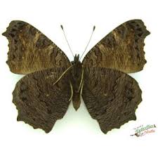 Attēlu rezultāti vaicājumam “Inachis io underside”