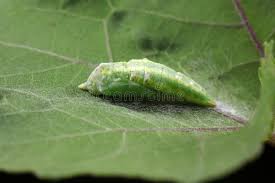 Attēlu rezultāti vaicājumam “Pieris rapae larva”