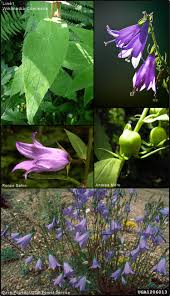 Attēlu rezultāti vaicājumam “Campanula latifolia leaf”